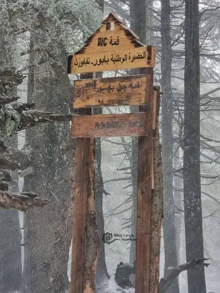 صور تساقط الثلوج على جبال البابور بسطيف