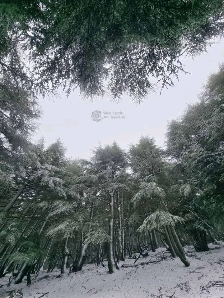 صور تساقط الثلوج على جبال البابور بسطيف
