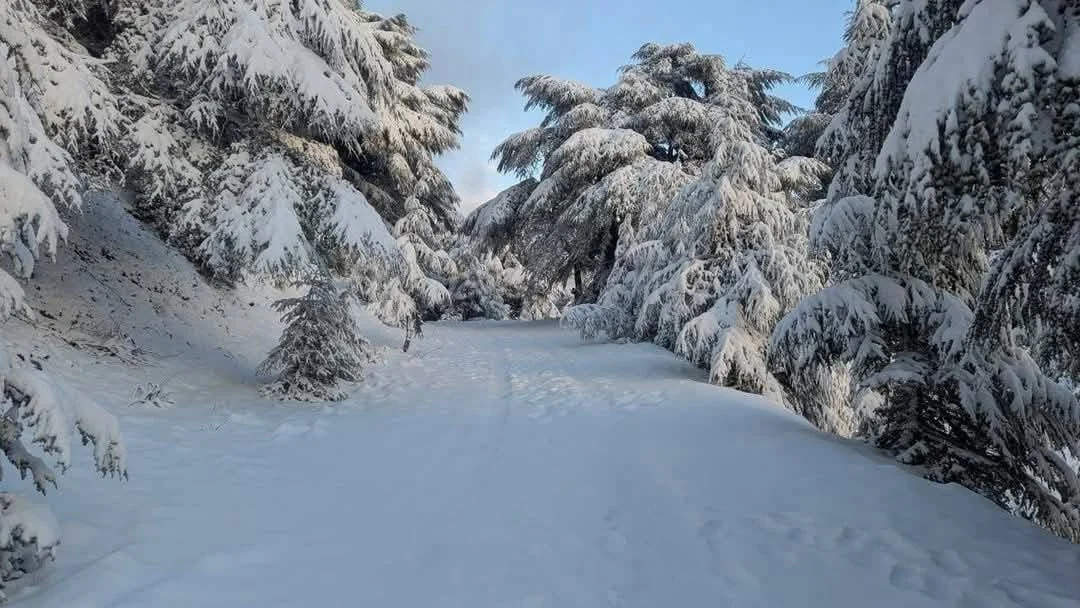 صور تساقط الثلوج على جبال البابور بسطيف