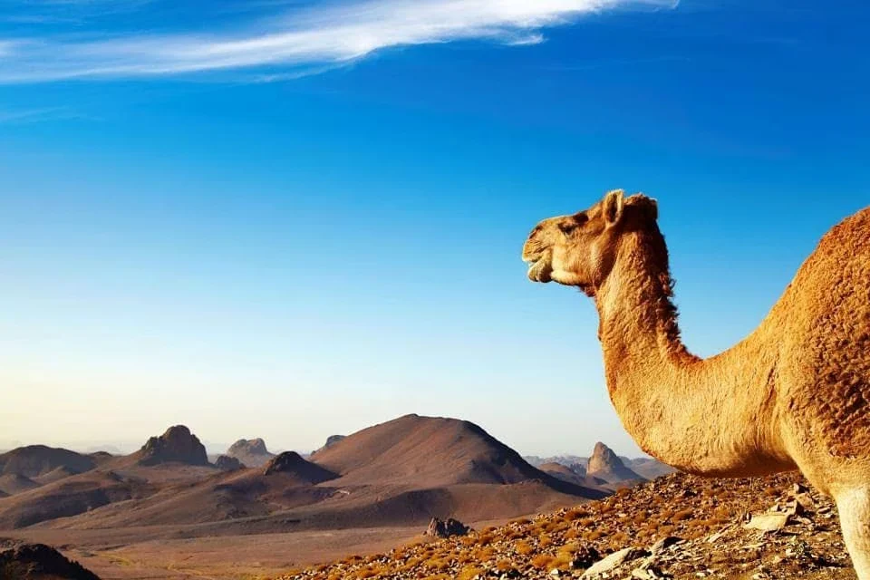 طاسيلي ناجر (Tassili n’Ajjer)