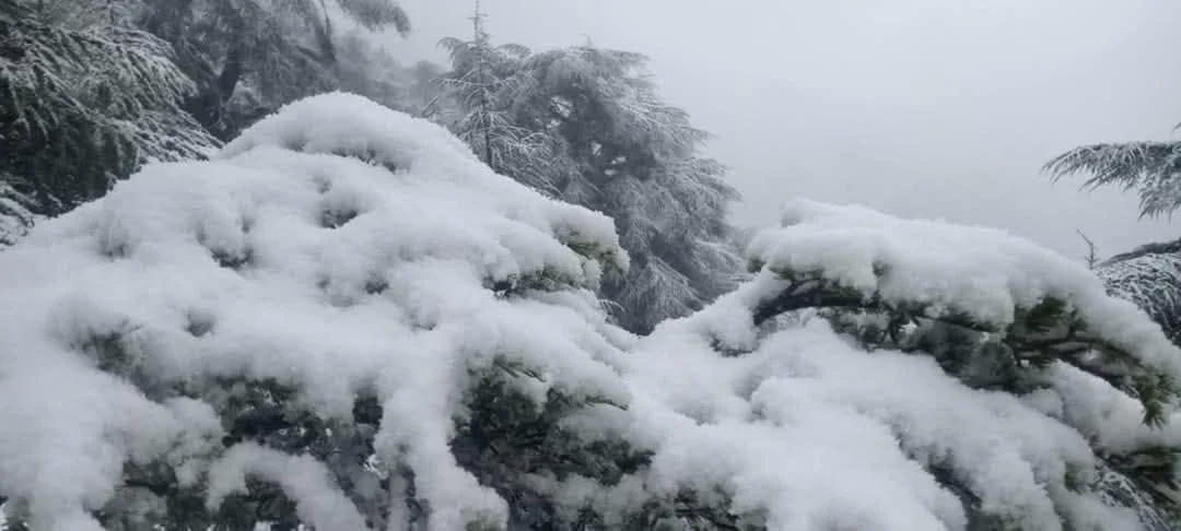 صور تساقط الثلوج على جبال البابور بسطيف