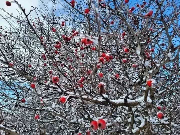 The snow-covered Djurdjura heights between Tizi Ouzou and Bouira