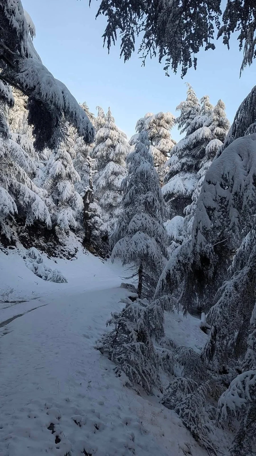 صور تساقط الثلوج على جبال البابور بسطيف